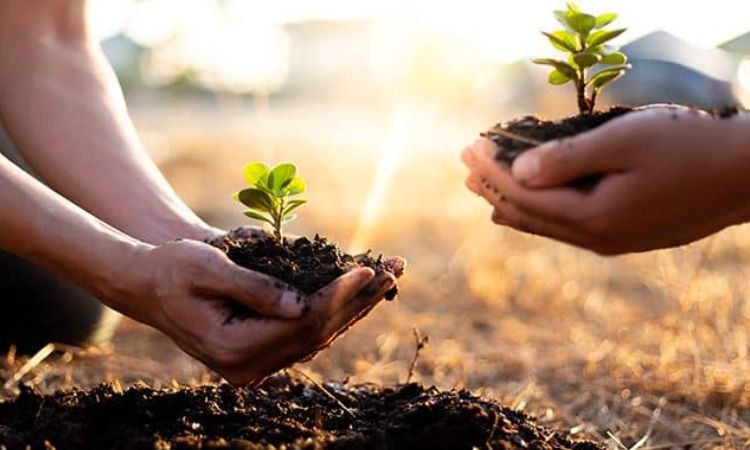 Pros And Cons Of Planting Trees