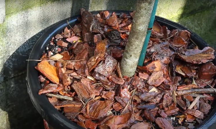 Pros And Cons Of Pine Bark Mulch
