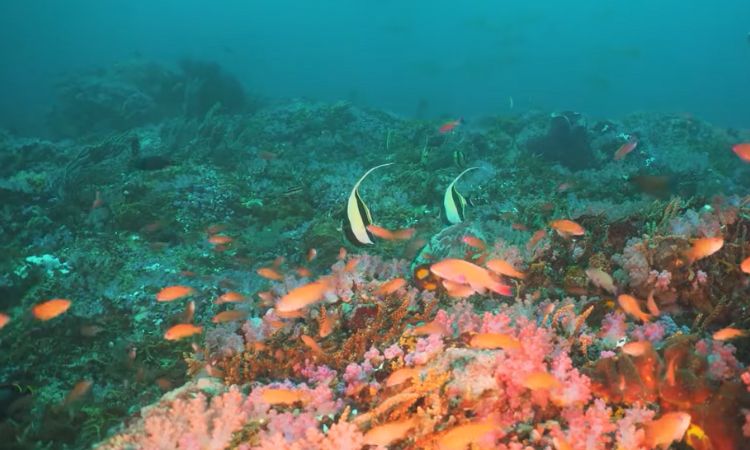 Marine Life Sardinia 