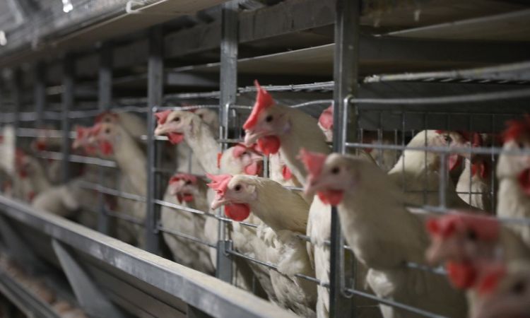 Pros And Cons Of Battery Chicken Farming