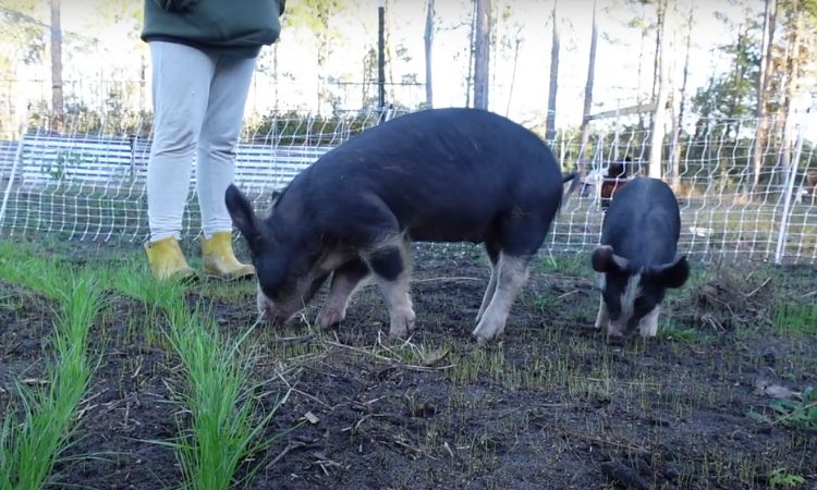 Pros And Cons Of Berkshire Pigs