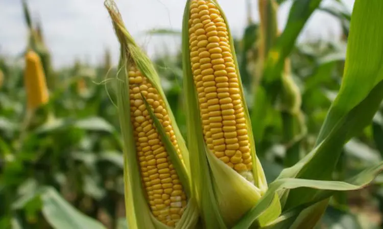 Pros And Cons Of Bt Corn