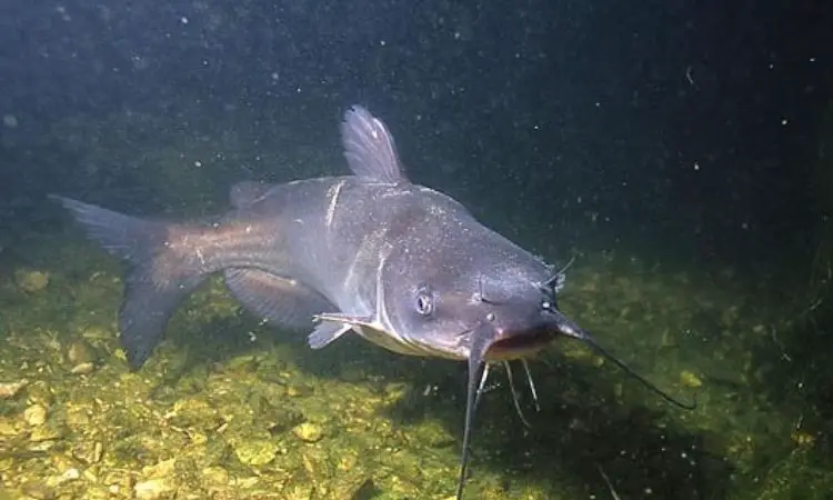 Pros And Cons Of Eating Catfish