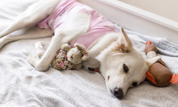 Pros And Cons Of Laser Neutering