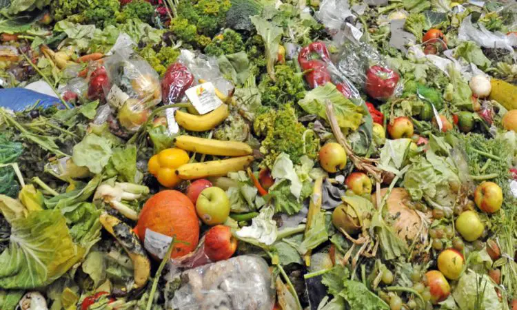 Pros And Cons Of Food Waste