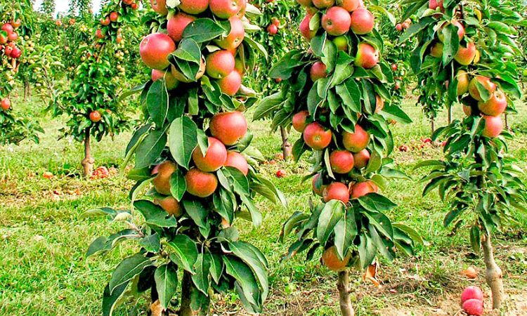 Pros And Cons Of Columnar Apple Trees