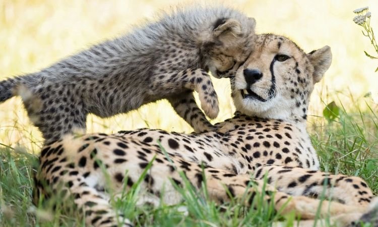 Pros And Cons of Captive Breeding Programs