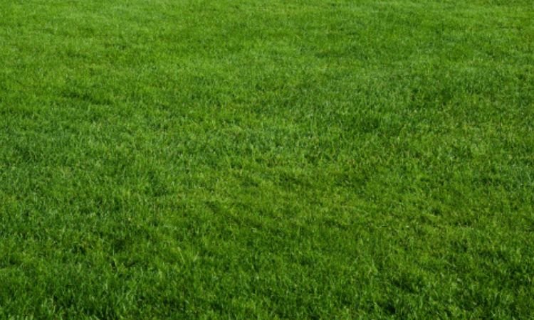 Pros and Cons of Grotrax